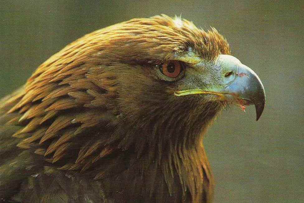 http://www.truppealpine.it/Simbologia%20aquila_file/Aquila.jpg